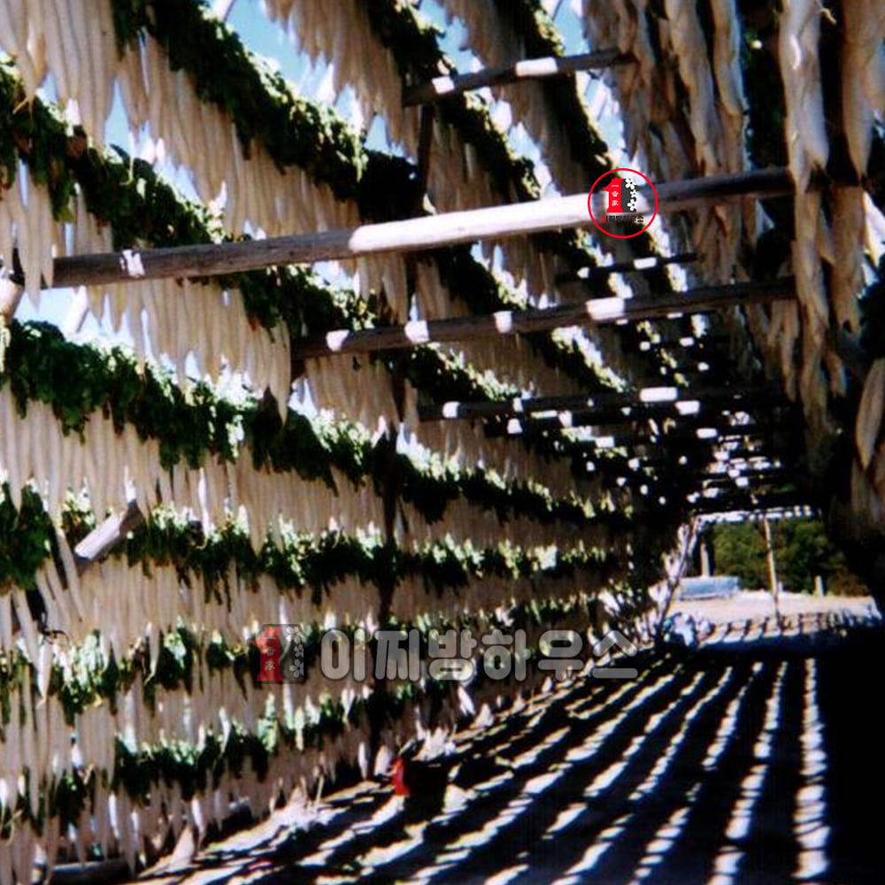 사나스 가고시마 단무지 500g 남국단무지 알밥단무지 일본 절임무 야채절임 수입식자재